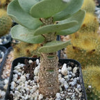 Planet Desert Portulaca molokiniensis Cacti Cactus Succulent Real Live Plant
