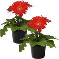 Live Flowering Gerbera Daisies - Red (2 Plants Per Pack) - Beautiful Spring Flowers - 12" Tall by 5" Wide in 1 Qt Pot