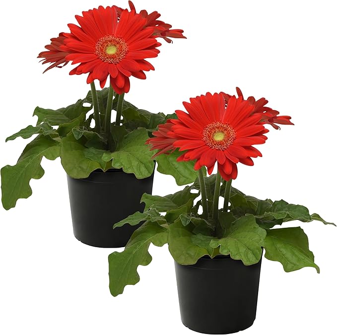 Live Flowering Gerbera Daisies - Red (2 Plants Per Pack) - Beautiful Spring Flowers - 12" Tall by 5" Wide in 1 Qt Pot