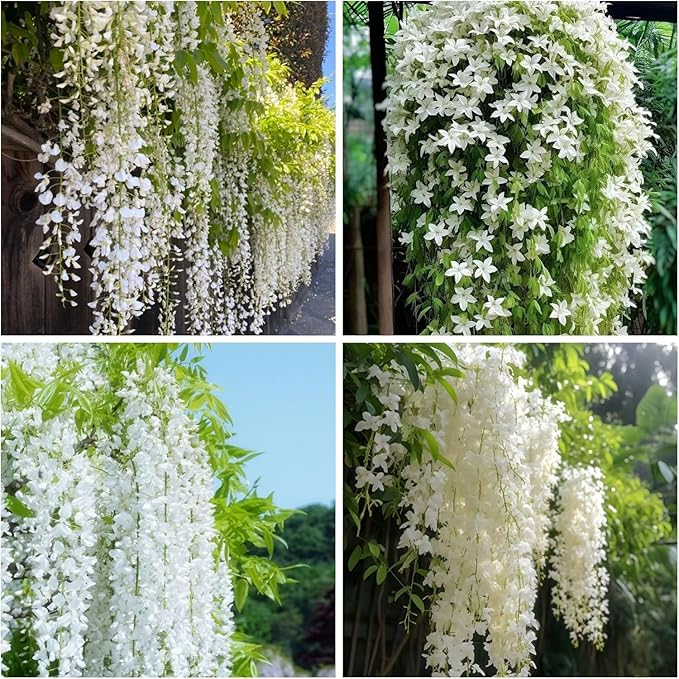 Climbing Jasmine Seeds for Planting 100pcs Fragrant Flowering Vine Fast-Growing for Fences, Trellises & Garden Landscaping