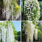 Climbing Jasmine Seeds for Planting 100pcs Fragrant Flowering Vine Fast-Growing for Fences, Trellises & Garden Landscaping