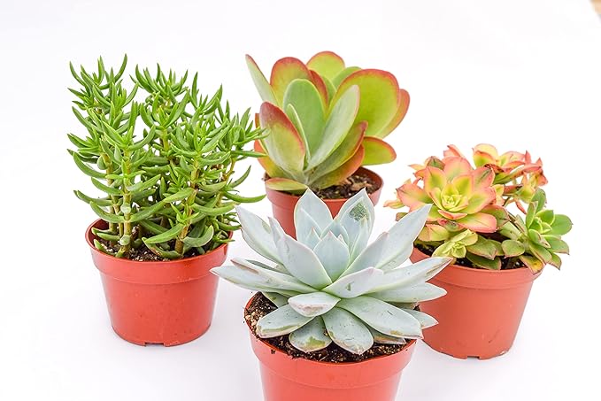 Large Colorful Outdoor Succulents - Assorted 4 Inch - Live Outdoor Succulent Plants - Large Fully Rooted Live Succulents (4)