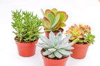Large Colorful Outdoor Succulents - Assorted 4 Inch - Live Outdoor Succulent Plants - Large Fully Rooted Live Succulents (4)