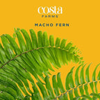 Costa Farms Macho Fern Extra Large Live Plant in Plastic Pot, Large Air Purifying Indoor & Outdoor Houseplants, Patio, Garden, Home, or Office Decor, House Warming Gift, 3-4 Feet Tall