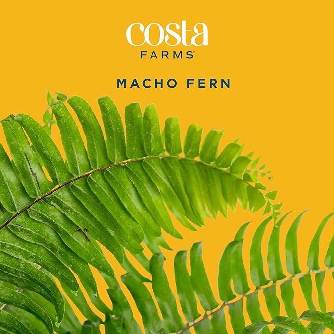 Costa Farms Macho Fern Extra Large Live Plant in Plastic Pot, Large Air Purifying Indoor & Outdoor Houseplants, Patio, Garden, Home, or Office Decor, House Warming Gift, 3-4 Feet Tall