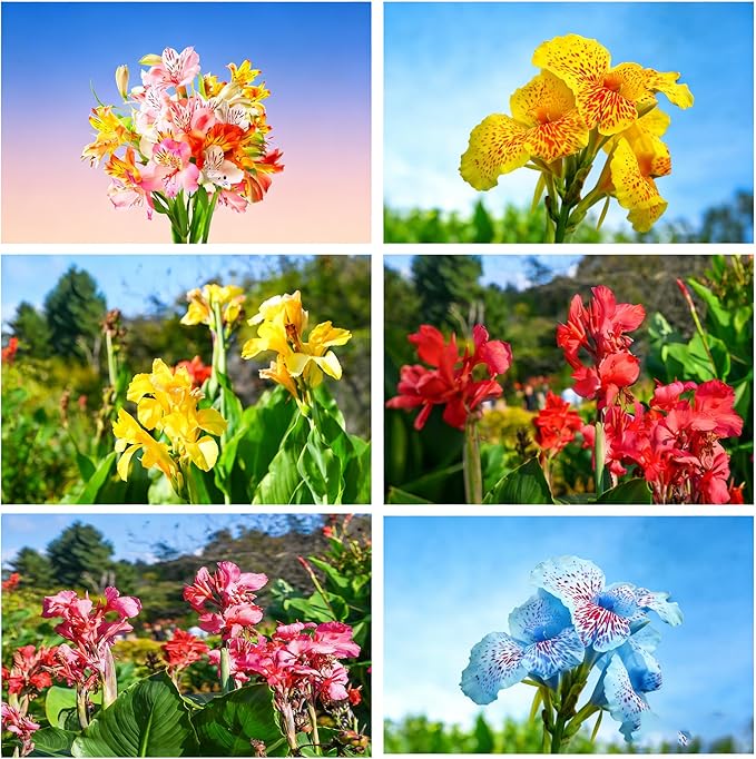 Canna Lily Seeds for Planting, 10pcs Perennial Canna Flower Seeds Non-GMO Heirloom Rare Cut Flower Plants, Open Pollinated Beauty Home Garden for Outdoors