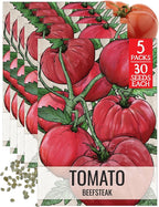 Seed Needs Tomato Seeds for Planting Indeterminate True Beefsteak Tomatoes - Non-GMO Heirloom & Untreated Vegetable Seed to Plant a Home Grown Outdoor Veggie Garden (5 Packs)