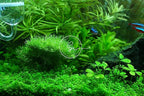Swimming Creatures™ Live Aquarium Plants (Java Moss (50sq inch Portion))