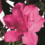 Encore Azalea 2 Gal. Autumn Sangria Azalea Shrub