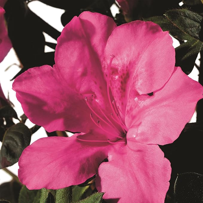 Encore Azalea 2 Gal. Autumn Sangria Azalea Shrub