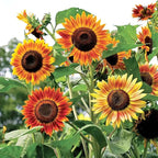 Mix Sunflower Seeds to Plant, 100+pcs Rare Perennial Sunflower Flower Seeds for Planting, Non-GMO Heirloom Flowers Plants Attracts Pollinators for Home Garden Outdoors