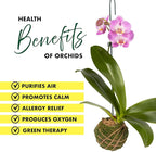 Better-GRO 19” Hanging Kokedama with Phalaenopsis Orchid – Indoor/Outdoor Planter- Purple