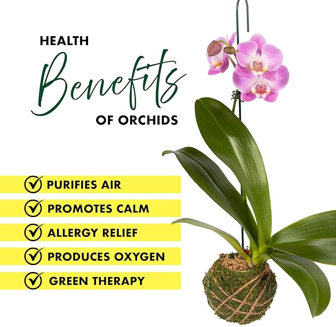 Better-GRO 19” Hanging Kokedama with Phalaenopsis Orchid – Indoor/Outdoor Planter- Purple