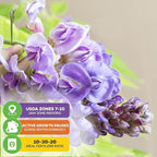 American Wisteria Live Plant Vine - Wisteria frutescens (Amethyst Falls) - Wellspring Gardens Starter Plant - Hardy, Fast-Growing, Fragrant Purple Blooms, Ideal for Trellises (2-Pack)