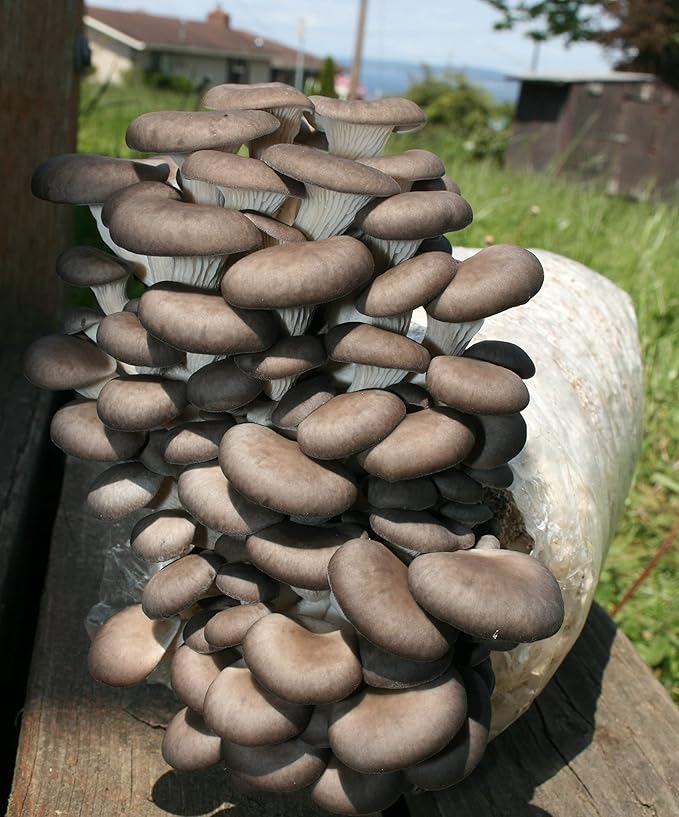 Root Mushroom Farm— Blue Oyster Mushroom Grow kit/ 3.2 pounds Log/Multiple flushes/Everything Included