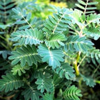 Chalily Sensitive Plant, a Great Live Pond Plant for Your Water Garden. Filters koi and Goldfish Ponds. Good for Bogs, Plant Shelf or Shallow Water This marginal Aquatic is a Real Beauty
