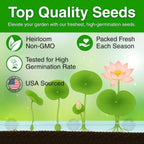 15 Lotus Seeds for Planting, Pack for 2026 USA Premium Non-GMO Seeds - Pink, Red & Green Color, Beautiful Water Plants for Indoor Bonsai, Outdoor Ponds and Gardens