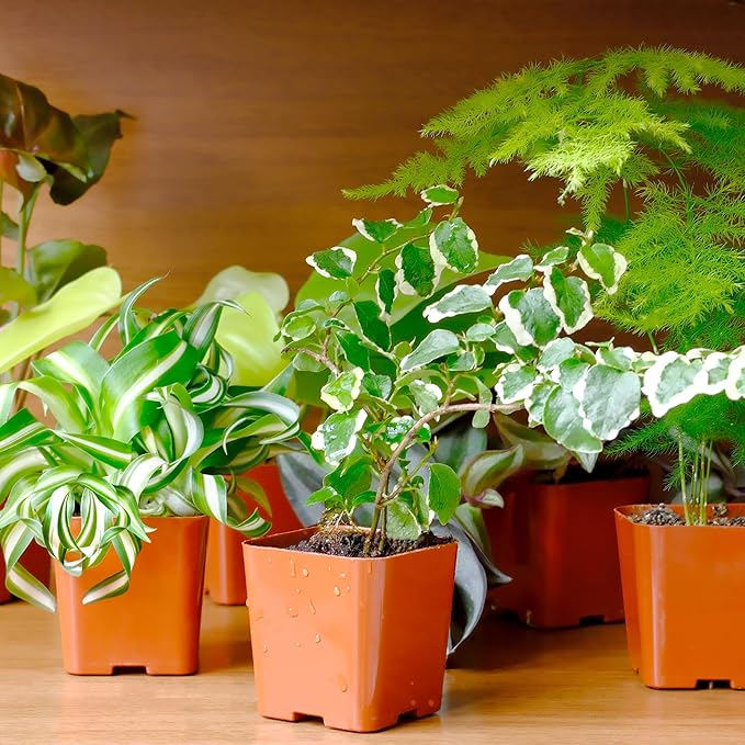 Easy to Grow Houseplants (24 Pack) Live House Plants in Plant Containers, Growers Choice Plant Set in Planters with Potting Soil Mix, Home Décor Planting Kit or Outdoor Garden Gifts by Plants for Pets