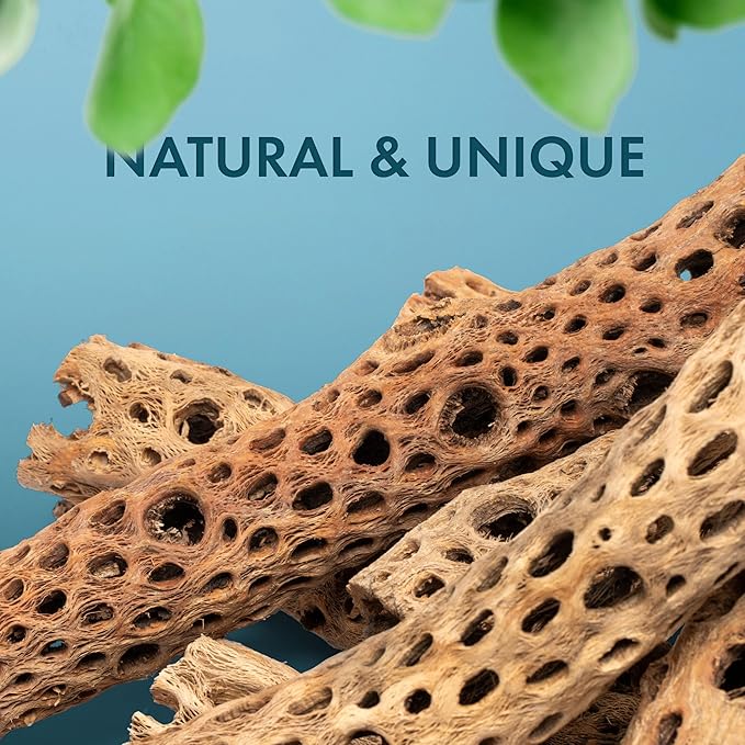 SubstrateSource Natural Cholla Wood - Driftwood for Aquariums, Air Plant Base, Hermit Crab and Freshwater Shrimp Hideout, Fish Tank Decoration, Chinchilla Chews, Reptile Habitat Wood - 6 Inch, 1pc