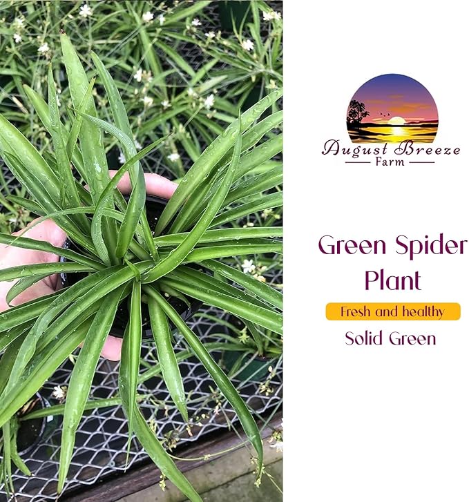 Solid Green Spider Plant Large Size - Low Maintenance, Air-Purifying, Thrives in Home & Office - Perfect for Plant Enthusiasts - Live Houseplant in Potting Soil (1)