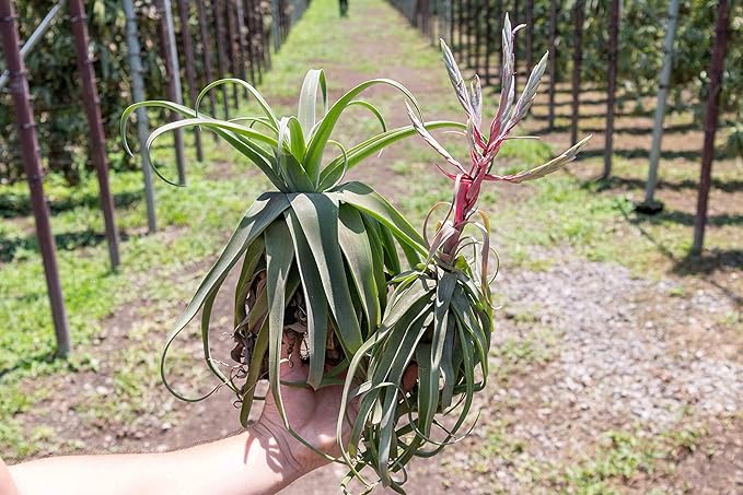 3 Pack Medium Air Plants Streptophylla - Live Tillandsia Succulent House Plants - Available in Wholesale and Bulk - Home and Garden Decor - Easy Care Indoor & Outdoor Air Plant