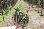 12 Pack Medium Air Plants Streptophylla - Live Tillandsia Succulent House Plants - Available in Wholesale and Bulk - Home and Garden Decor - Easy Care Indoor/Outdoor Plant