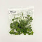 Amazon Frogbit, Limnobium laevigatum, Live Aquarium/Aquatic/Freshwater/Floating/Pond Plant/Planted Tank/Aquascaping/Paludarium by Aquarium Plant Center (24 Plants (72+ Leaves))