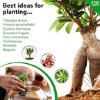 DIY Terrarium Kit for Plants – Build a Self‑Sustaining Closed Ecosystem – Supplies for Up to 68 oz (1‑2 Liter) – Succulents, Air Plants (Tillandsia), Fern – Jar Not Included