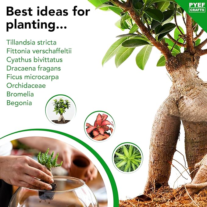 DIY Terrarium Kit for Adults – Build Your Own Self‑Sustaining Closed Ecosystem – 34 fl oz (1‑Liter) Glass Terrarium – Succulents, Air Plants, Fittonia, Fern – Plants Not Included