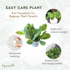 Live Plant, Lemon Lime Maranta Prayer Plant, Pet Friendly, Air Purifying, Easy Care, 12-16 inch Tall, Easy to Grow Rare Indoor Plant, Houseplant, 4 inch Pot by Hopewind Plants Shop
