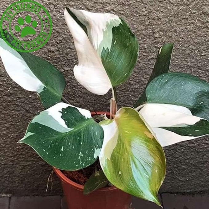 Philodendron White Princess Live Plant for Indoor | Different Houseplants in 4'' & 6'' Pot | Real House Plant for Living Room, Office, Desk & Bathroom | erubescens White Princess