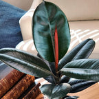 Burgundy Rubber Tree Houseplant Decor in 6" White Pot, Live Ficus, Easy Care, Variegated Ficus Elastica, Popular Live Botanical, Real Plants, Air Purifying Office & Desk Decor by Plants for Pets