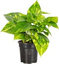 Thorsen's Greenhouse Golden Pothos, Live Indoor Vining Plant, Easy to Grow, Variegated Houseplant, Natural Air Purifier (Nursery Pot, 4-inch Pot)