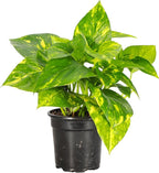 Thorsen's Greenhouse Golden Pothos, Live Indoor Vining Plant, Easy to Grow, Variegated Houseplant, Natural Air Purifier (Nursery Pot, 4-inch Pot)