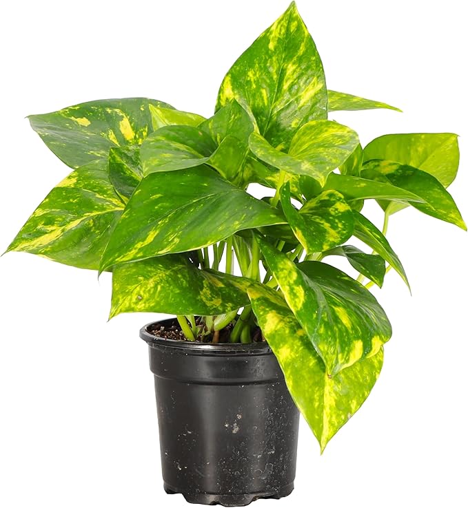 Thorsen's Greenhouse Golden Pothos, Live Indoor Vining Plant, Easy to Grow, Variegated Houseplant, Natural Air Purifier (Nursery Pot, 4-inch Pot)