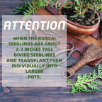 Meekear Bonsai Tree Kit with Complete Plant Growing Tools, Grow in Pot Indoor Bonsai Tree Starter Kit, Home Gardening DIY Gift for Adult