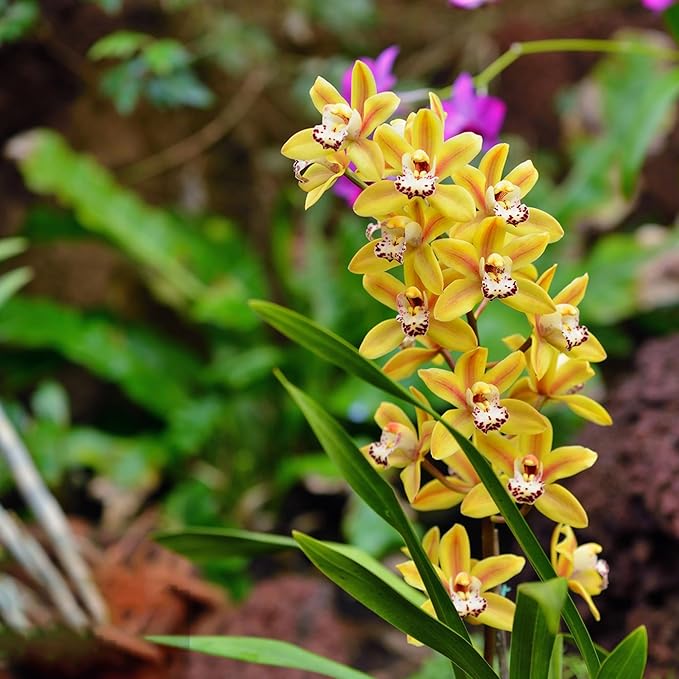 Cymbidium Flower Seeds for Planting Orchid, 100+ Mixed Color Cymbidium Seed, Perennial Plants, Non-GMO Heirloom Orchid Flowers Seeds for Home Decoration Garden Outdoor
