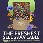 Drought Tolerant Wildflowers Mix – Bulk Quarter Pound Bag – Over 30,000 Open Pollinated Non-GMO Seeds – 21 Different Dryland Species
