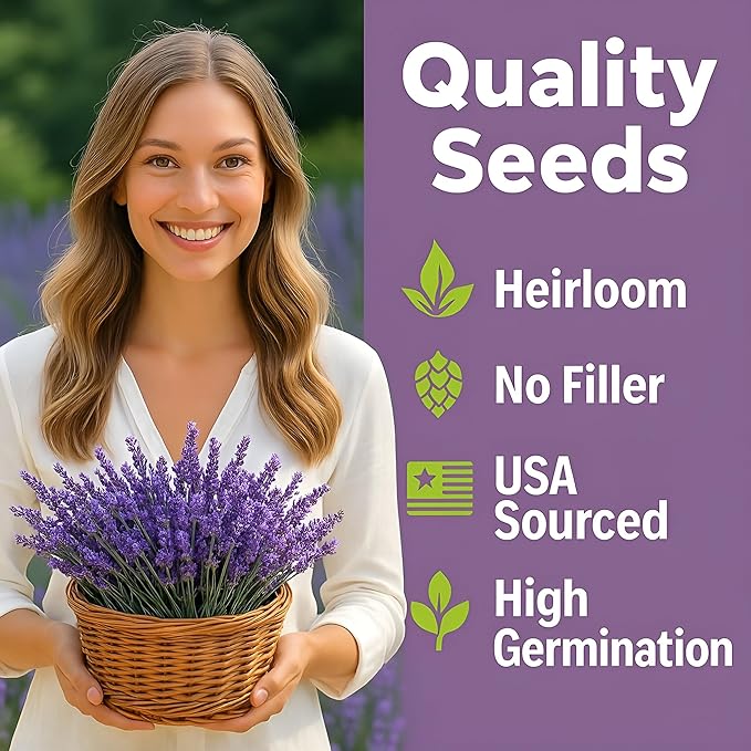 Premium English Lavender Seeds – 2,000 Non-GMO, USA-Grown Herb Seeds for Indoor & Outdoor Planting – High Germination Wildflower (Lavandula angustifolia)