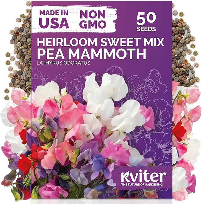 KVITER 50 Sweet Pea Mammoth Mix Seeds (Lathyrus Odoratus) - Sweet Pea Seed Packets, Large Fragrant Cut Flowers, Long Stems - Annual Flower Seeds for Gardens, Trellises, Flower Beds and Containers