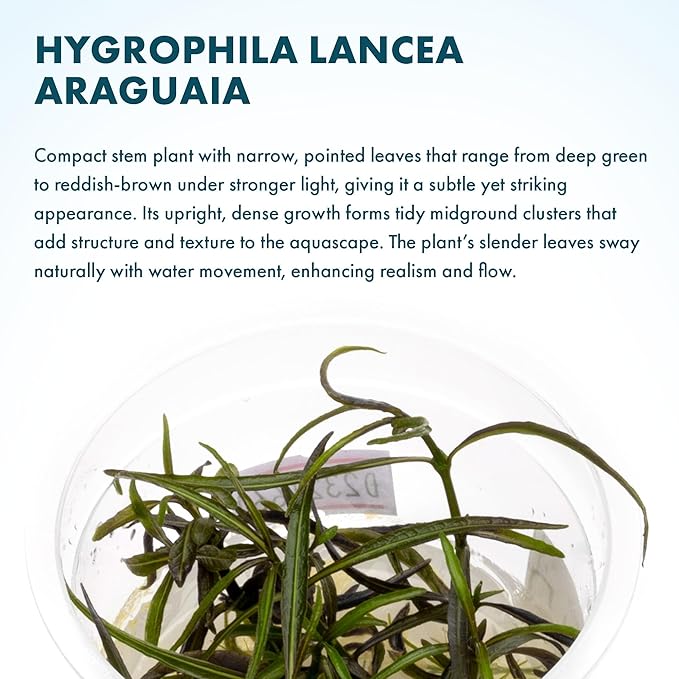 SubstrateSource Live Plant - Hygrophila Lancea Araguaia Tissue Culture Aquatic Live Aquarium Plant - 100% Snail Free in Vitro Cup (Hygrophila Araguaia)