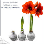 Snow Flecked Waxed Amaryllis Bulb – Silver Wax with Red Blooms – Live Holiday Gift Plant, Easy Care, No Watering Needed