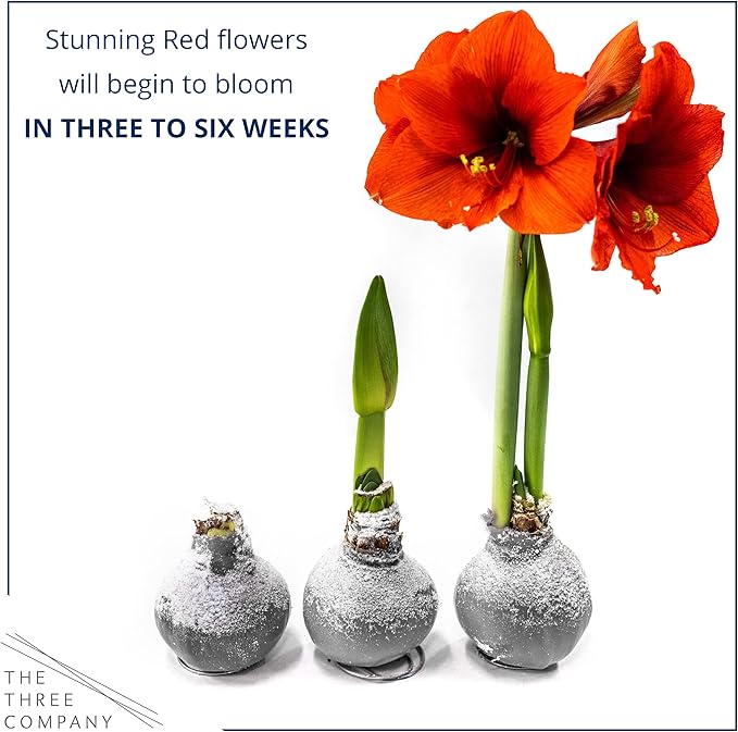 Snow Flecked Waxed Amaryllis Bulb – Silver Wax with Red Blooms – Live Holiday Gift Plant, Easy Care, No Watering Needed