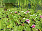 15pcs Mixed Lotus Seeds – Colorful Bowl Lotus & Water Lily Flower Seeds for Planting | Aquatic Plants for Ponds, Indoor Bonsai, Outdoor Water Gardens, Patio Decor