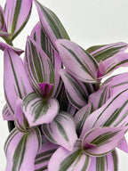 Live Tradescantia Nanouk Succulent Plant, Purple and Green Variegated Foliage, Fully Rooted in 4 Inch Pot with Soil, Indoor Home and Office Decor