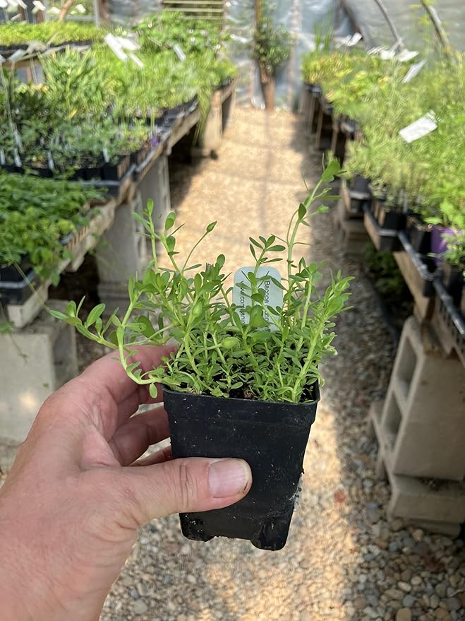 Bacopa monnieri Water Hyssop Brahmi Live Plant - 2.5 inch Pot