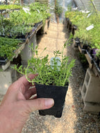 Bacopa monnieri Water Hyssop Brahmi Live Plant - 2.5 inch Pot