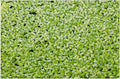 1000+ Live Duckweed Plants Lemna Minor Floating Aquarium & Pond Plant for Natural Water Gardens Fish Shrimp Betta Tanks Natural Fry Cover Fast Growing Floating Plant by Awesome Aquatic