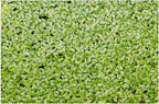 1000+ Live Duckweed Plants Lemna Minor Floating Aquarium & Pond Plant for Natural Water Gardens Fish Shrimp Betta Tanks Natural Fry Cover Fast Growing Floating Plant by Awesome Aquatic