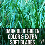 Crooked Bend Blue Eagle Kentucky Bluegrass Seed, 3LB, Uncoated & No Fill, Grow Full, Beautiful & Best Yards, Thicken Lawns & Turf, Growing Dark Green Organic Grass Carpet, Plants 580 Square feet